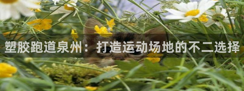 红足一1世：塑胶跑道泉州：打造运动场地的不二选择