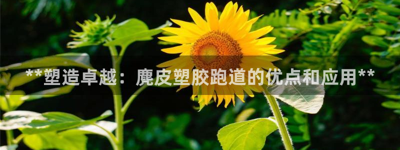 红足一1世66814新宝