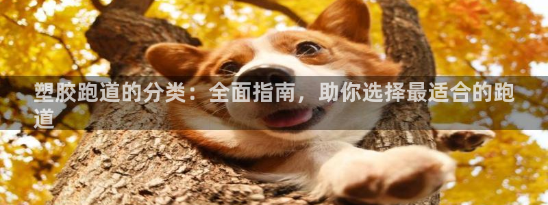 红足一：塑胶跑道的分类：全面指南，助你选择最适合的跑
道