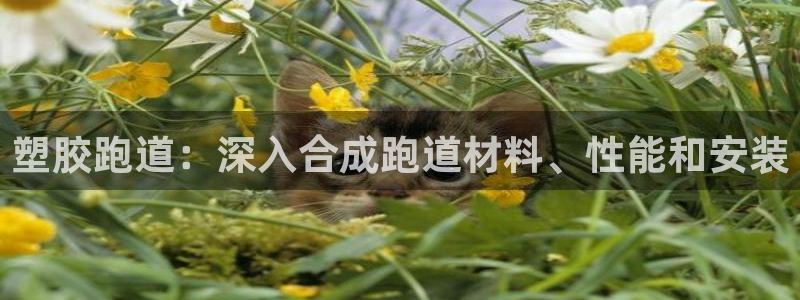 红足1世足球比分 localhost